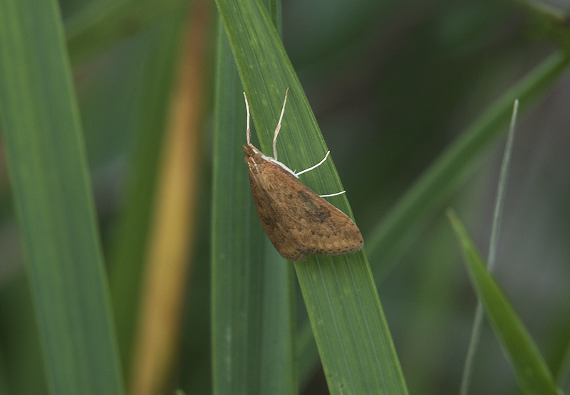 Crambidae: Udea ferrugalis
